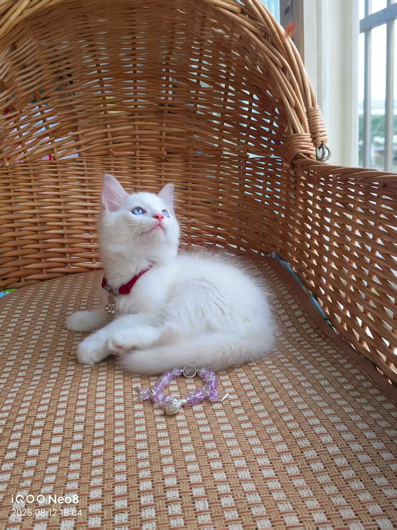 家养山猫纹布偶